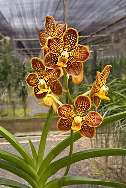 Vanda Spotted Denis 'Honey Caramel' (Vanda)