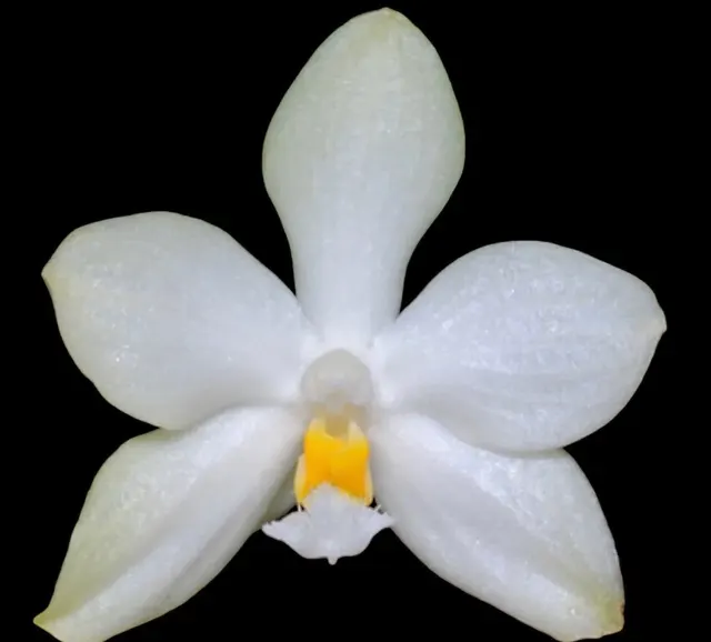 Phalaenopsis micholitzii × sib