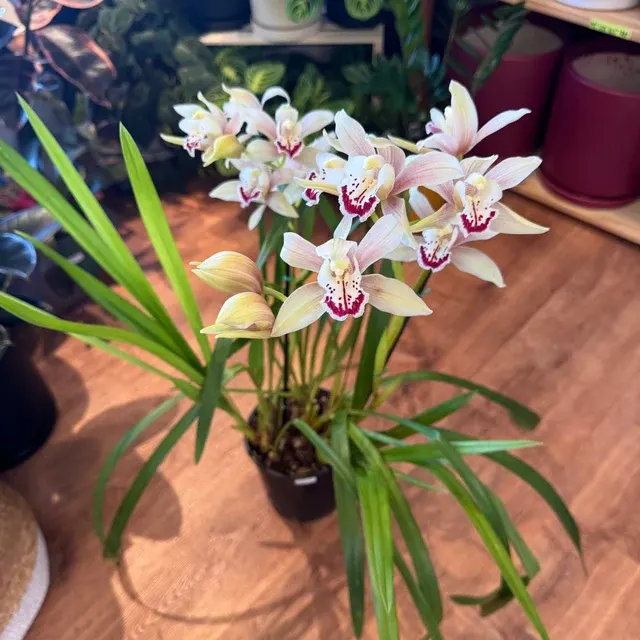 Cymbidium x (Cymbidium)