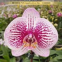 [Bare-root][Import AS-IS] #PA# Phal. Miki Radiation '1422' 放射線 '1422' [3.0" BS][Sept Preorder 26]
