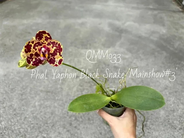 Phalaenopsis Yaphon Black Snake