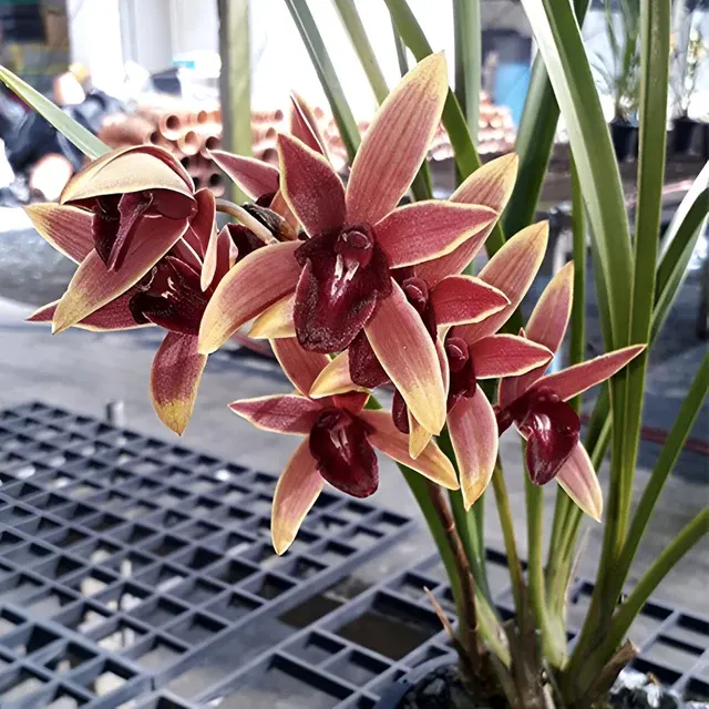 Cymbidium Aussie Dreamtime 'Pakkret' (Cymbidium)