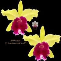 Cattleya Orchid Hybrid SVO11839 (C. Luminosa '4N' x self)