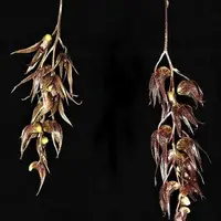 Dendrobium numaldeorii sp.