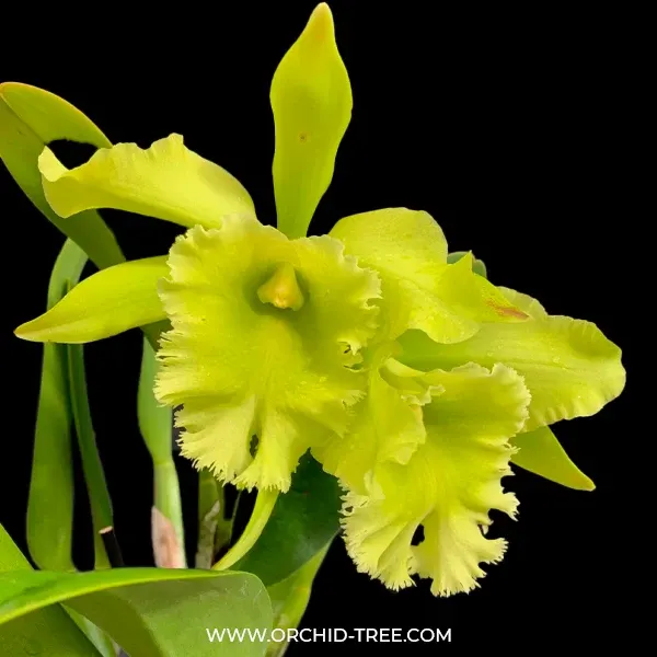 Rhyncholaeliocattleya Port Of Paradise (Rhyncholaeliocattleya)
