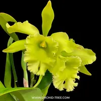 Cattleya (Rlc.) Port Of Paradise Orchid Plant - BS