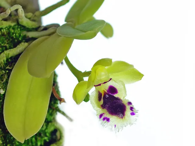 Gastrochilus retrocallus yellow lip