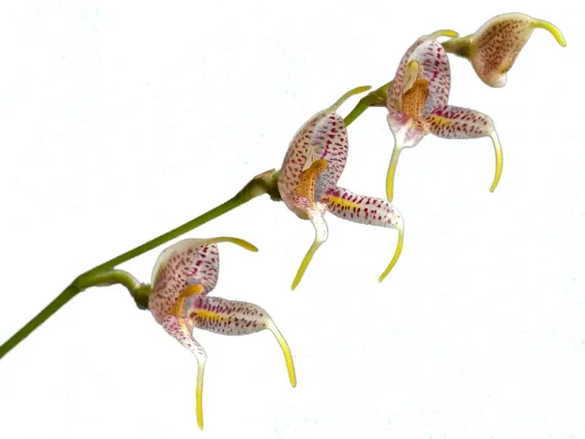 Masdevallia caloptera (Masdevallia)