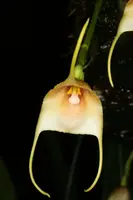 Dracula ophioceps