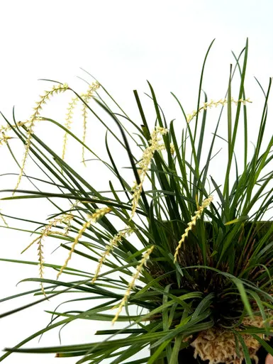Dendrochilum luzonense (Dendrochilum)
