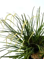 Dendrochilum luzonense