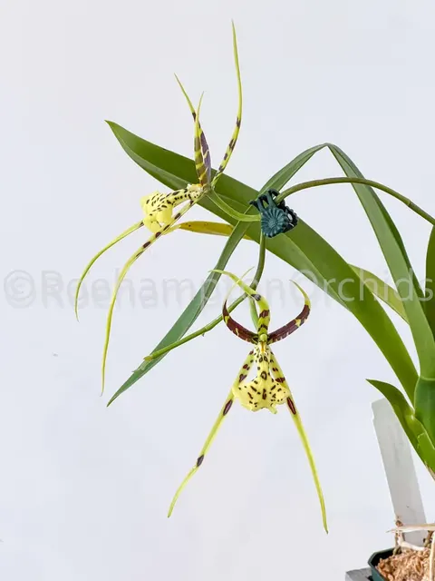 Brassia verrucosa x gireoudiana (Brassia)