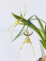 Brassia Rex — Blooming size