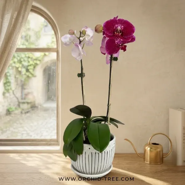 Phalaenopsis 'Pink Whisper' (Phalaenopsis)