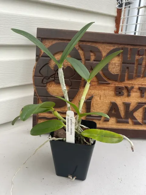 Cattleya guttata v. coerulea (Cattleya)