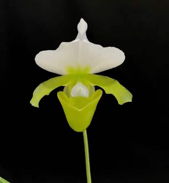 Paphiopedilum charlesworthii alba 'Select One From 2nd Generation' (Paphiopedilum)