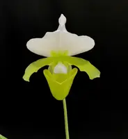 Paphiopedilum charlesworthii alba ''Select''