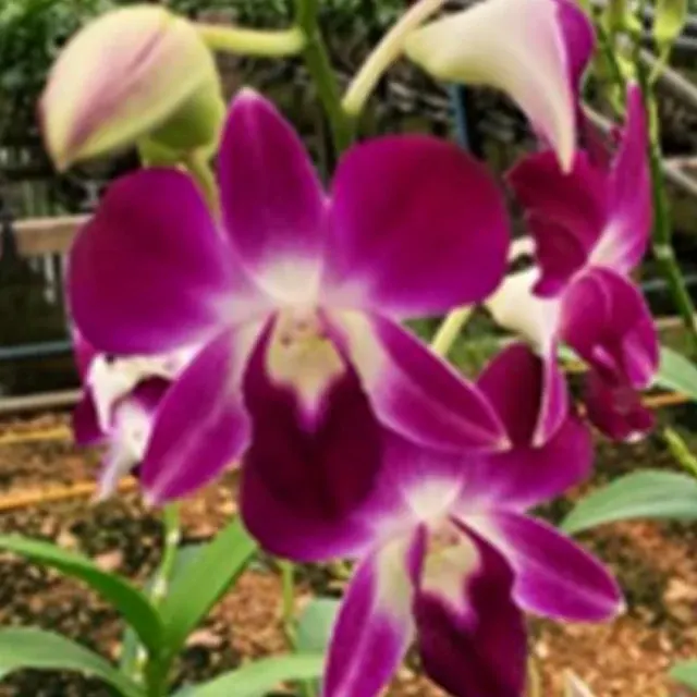 Dendrobium Daeng Udon (Dendrobium)