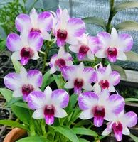Fuji Splash Seedling