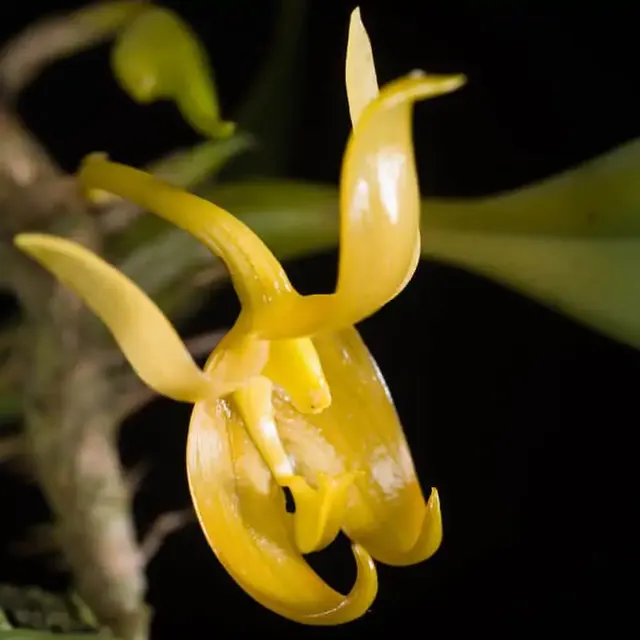 Bulbophyllum tollenoniferum (Bulbophyllum)