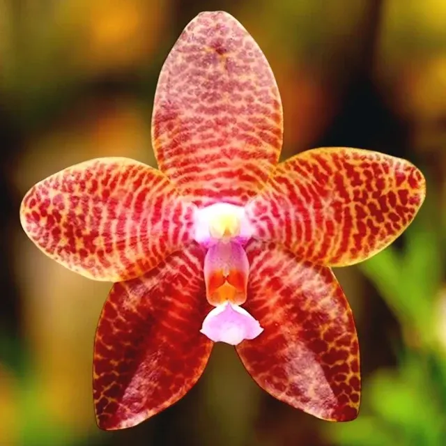 Phalaenopsis LD Giga King Flori Parfumate '801'