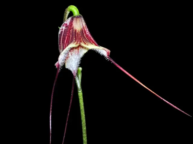 Dracula x kareniae 'Canosita' (Dracula)