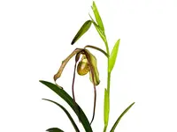Phragmipedium Michael Riley