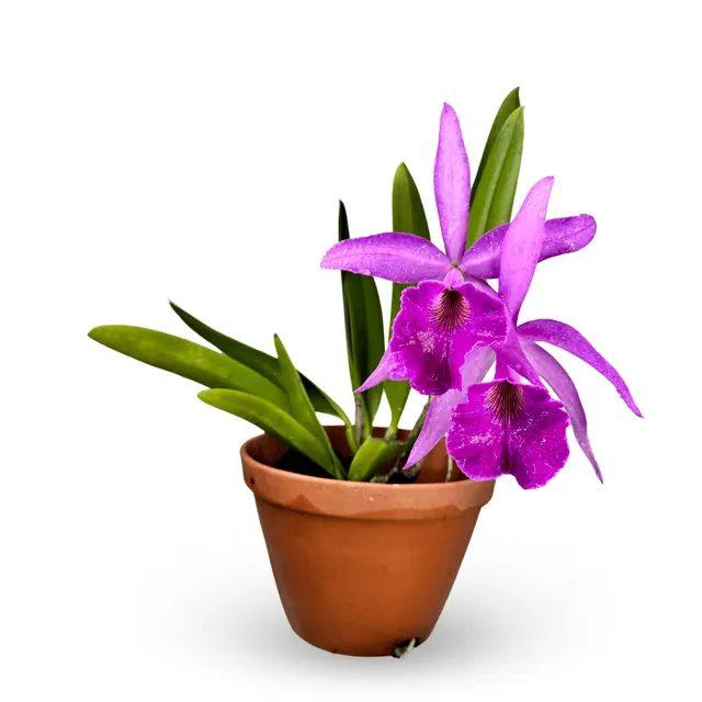 Brassocattleya Goh Soh Meng (Brassocattleya)