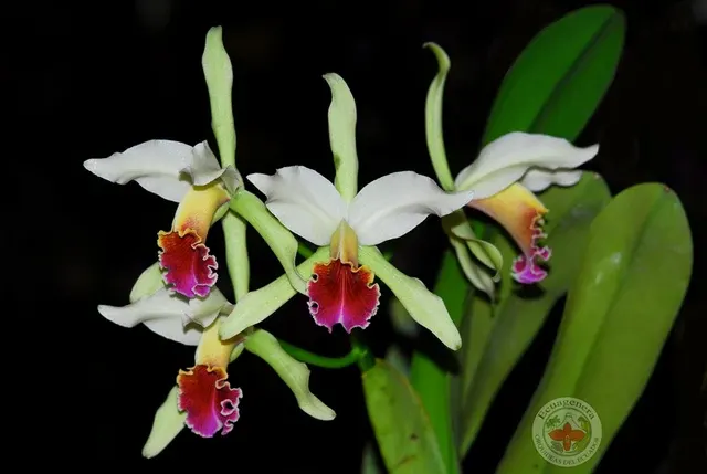 Rhyncholaeliocattleya Jorge Portilla