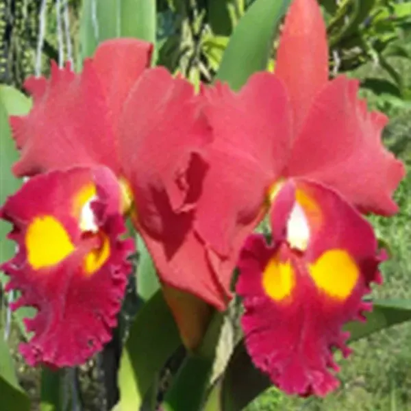 Rhyncholaeliocattleya Phet Paithoon