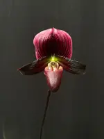Paphiopedilum (Hung Sheng Golf x Hsinying Web) x Hsinying Love