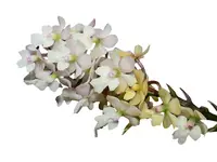 Epidendrum Mayra