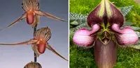 Paphiopedilum PETITE RUNGCHILD (rothschildianum x rungsuryanum)
