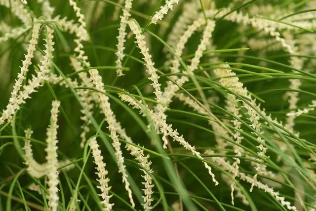 Dendrochilum tenellum (Dendrochilum)