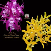 Dendrobium Orchid Seedling. JB19 Den (Touch of Class 'Tony' x Cosmic Gold 'Greenie')