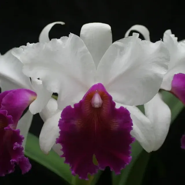 Laeliocattleya Masterpiece 'Renaissance' (Laeliocattleya)