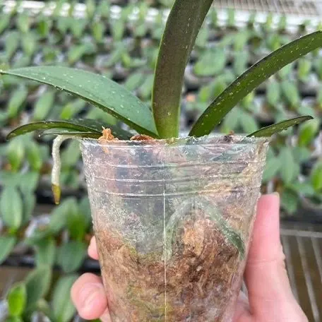 Phalaenopsis Sogo Yellowtris (Phalaenopsis)