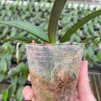 Phalaenopsis Sogo Yellowtris (peloric 3 lips) 2.5" Fragrant
