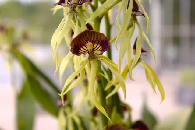 Prosthechea cochleata (Prosthechea)