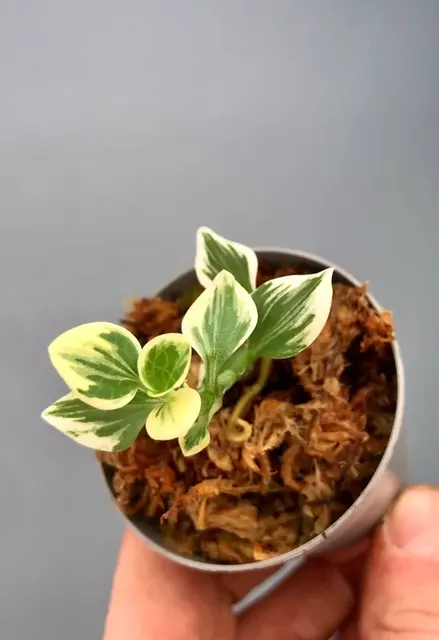 Goodyera schlechtendaliana 'Outer Variegated' (Goodyera)