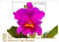 Blc. Cornerstone 'Perfection' (Blc. Bryce Canyon ' Splendiferous' AM/AOS x Blc. Memoria Crispin Rosales)