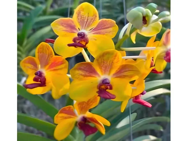 Vandachostylis Ploenpit Prize (Vandachostylis)