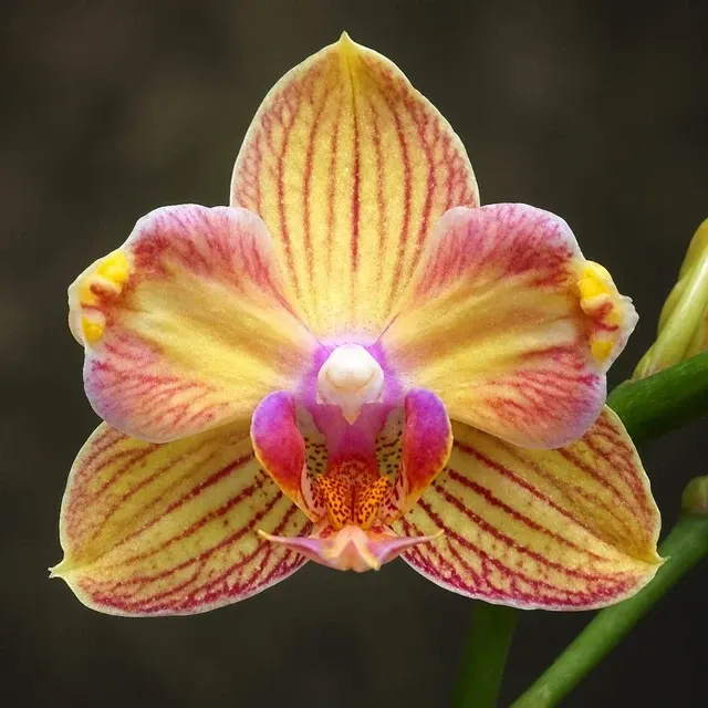 Phalaenopsis I-Hsin Berry Cutie - Parfumat