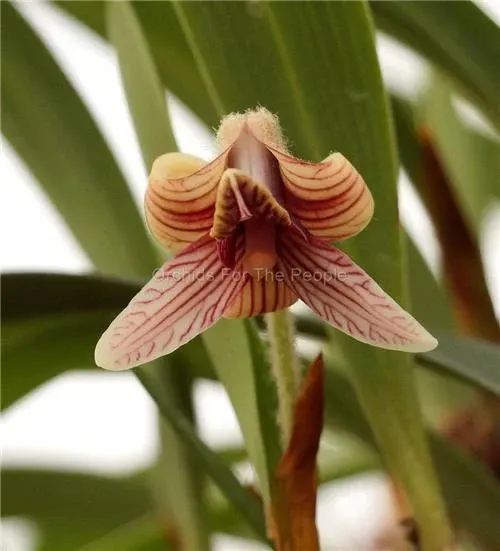 Eria globifera (Eria)