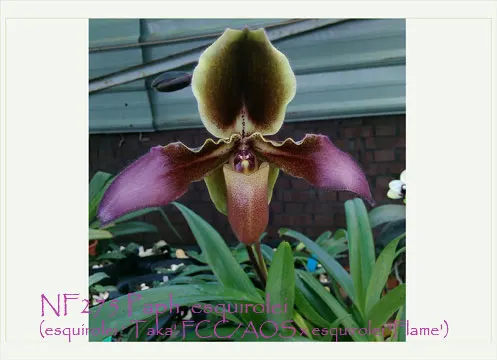 Paphiopedilum esquirolei 'Note : Multi-growths Per Pot.' (Paphiopedilum)
