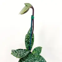 2.5" Paphiopedilum Lady Slipper Orchid Supersuk "Eureka" x Raisin Pie "Hsinying
