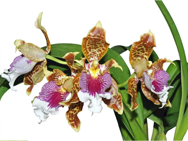 Oncidium harryanum (Oncidium)