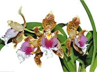 Oncidium harryanum