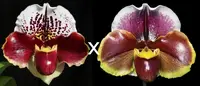 Paphiopedilum Jenna Marie 'Sparkle' AM/AOS x Red Dominion 'Perfection'