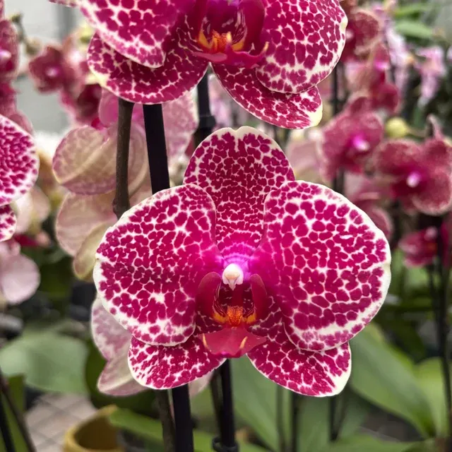 Phalaenopsis Red Sesame